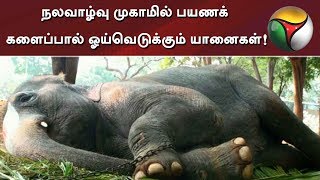 நலவாழ்வு முகாமில் பயணக் களைப்பால் ஓய்வெடுக்கும் யானைகள்!