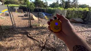 Correcting a dog for bad behavior using the electronic remote collar.