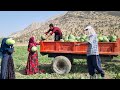 Elham and his mother's cooperation with Abbas in harvesting watermelons in the field