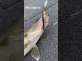 🔥walleye destroys the megabass 1 🔥 walleye fishing freshwaterfish fish megabass