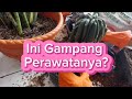 Namanya Juga Hobby Ya Happy Saja😁#tanamanhias #tanaman #flowers #gardening#plants #dailyvlog