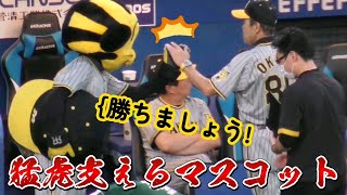 2023/9/1 トラッキーは監督やコーチ達から絶大な信頼を得ている（阪神タイガース）