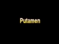 What Is The Definition Of Putamen Medical School Terminology Dictionary