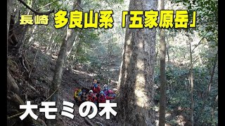 長崎県多良山系「五家原岳」と「大モミの木」