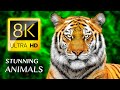 The Stunning World of Animals 8K VIDEO ULTRA HD