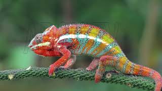 ANIMAL LIFE THE LIFESTYLE OF A CHAMELEON