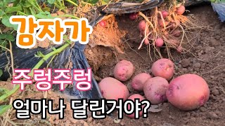 비싸다는 감자가 주렁주렁 얼마나 달린거야?