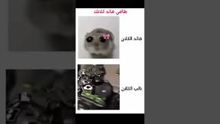 فرق بين قائيد الكلان و نائب الكلام