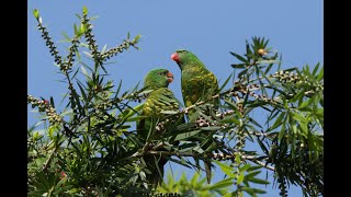 Scaly-breasted Lorikeet