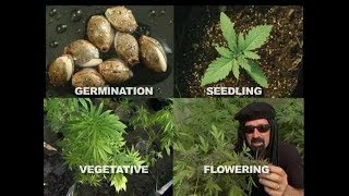 ☀️ Jorge Cervantes💧Ultimate Marijuana Grow 🍀 (🔥How To Grow The World´s Best Cannabis! 🌎) Part 2/3 🍄