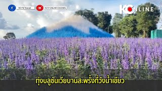 ทุ่งบลูซันเวียบานสะพรั้งที่วังน้ำเขียว