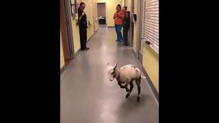 asheeps dancing in a hospital ,nurses friend with sheepsll kind of video clips hollywood clips music