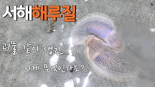 이상하게 생긴 이것에 정체는...?헐...[해물라면]