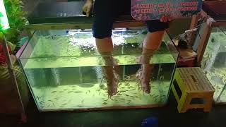 Thailand fish tank massage