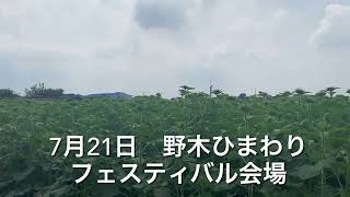 7月21日　野木ひまわりフェスティバル会場