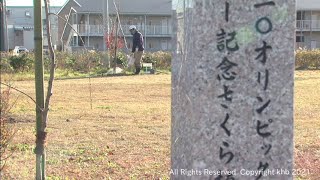 東京オリ・パラを後世に　聖火リレースタート地に桜を植樹　宮城・気仙沼市（20211104OA)