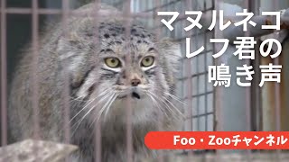 【マヌルネコ 】もふもふ！レフ君の鳴き声@東山動物園(2019/12月)