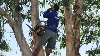 Cưa cây Tràm siêu to lúc trời gió mạnh / Sawing a super large Melaleuca tree in strong winds | T850