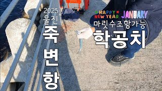 울진 죽변항 학공치 마릿수조황 터졌다 #울진 #죽변항 #학공치 #학꽁치 #사요리 #고등어