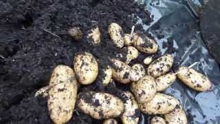 Allotment Diary July 21 : Quick Charlotte New Potato harvest reveal 5lb 1 pot