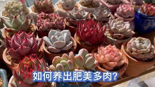 花盆太透气，能把多肉养胖吗？注意这几个问题，轻松养出漂亮多肉