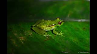 New Frog Species 2022- Tiny new tree frog species found in rewilded Costa Rican nature reserve