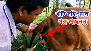 গরুর কৃত্রিম গর্ভধারণ ১০০% সফল | দেশি ক্রস গাভীকে শাহীওয়াল বীজ দিয়ে প্রজনন | গরুর প্রজনন সঠিক ভাবে