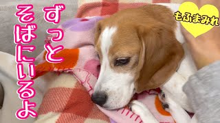 退院してきたママにぴったり寄り添ってくれる犬【ビーグルさつき＆ポメと猫】