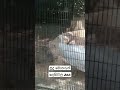 දෙහිවල සුදු මොනරු peacocks at the dehiwala zoo minidu poorna