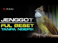 MASTERAN CUCAK JENGGOT FUL BESET TANPA NGEPIK