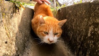 公園のよく喋る猫は何故か溝の中で撫でられる