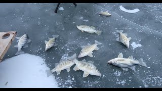 Ice Fishing for Yellow Bass Catch Cook On the Frozen Lake