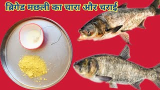 Amazing ब्रिगेड मछली का चारा और चराई fish bait Brigade Fish bait @indfishhunter