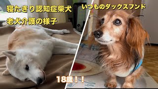 認知症で寝たきりの落ち着かない老犬にいつもしてる４つの事（老犬介護）（柴犬）（ダックスフンド）