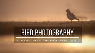 Made the biggest Rookie MISSTAKE! | Bird Photography | Northern Lapwing in misty morning.