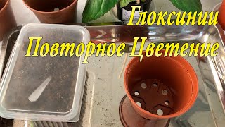 Глоксинии. Повторное Цветение. 1 часть