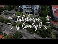 TABEBUYA IS COMING