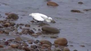 桃園大園海邊，唐白鷺努力覓食 Egretta eulophotes