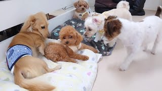 みんなが気になる小さなトイプー　🐶ひみつきちなう！①🐶  2024年8月29日