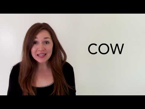 What is the adjective of cow?