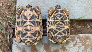 Indian Star Tortoise male है या female ये पहचान ने का आसान तरीक़ा #indianstartortoise #startortoise