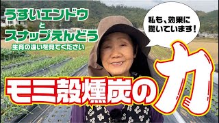 モミ殻燻炭の力　エンドウ豆の生育の違い【モミ殻燻炭】【うすいエンドウ】【スナップえんどう】