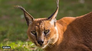 Caracal on the hunt - SafariLIVE Sunrise - 13 December 2024