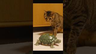 いつもと様子が違う亀を心配する猫【A kitten worries about a turtle that is acting different than usual.】