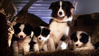 可愛い子犬たちは小豚のベイブが大好き| ベイブ | 映画シーン