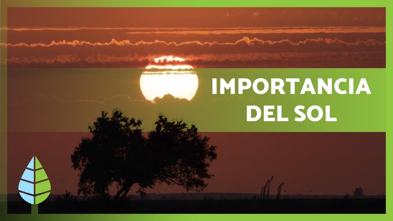 Importancia De LA LUZ SOLAR Para LA VIDA ☀️🌱 - YouTube