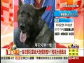 狼犬王現場示範戰技！狗來富寵物鍊金術？ 2015 02 13《57新聞王》3 2