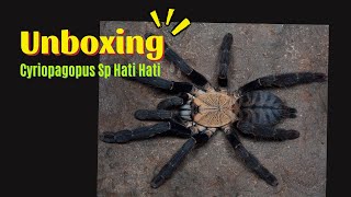 Unboxing Sp Hati hati (Cyriopagopus Sp Hati Hati) | Purple Earth Tiger Tarantula