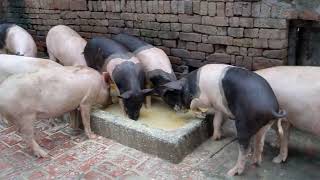 3 महीने में होटल वेस्ट से कितना वजन बढ़ा ? ~ pig farm