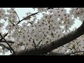 cherry blossom 桜 at kanazawa kazue machi chaya district 主計町茶屋街 金沢